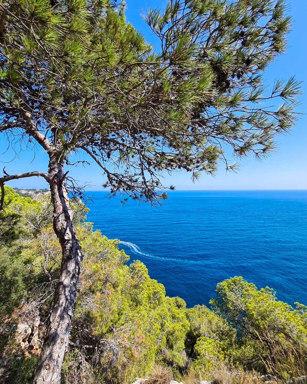 Pine tree at a viewpoint above the sea and Jávea coast